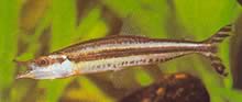 Paraphago rostratus Raidallinen phago