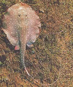 Paratrygon orbicularis (Orbikulaarinen linja)