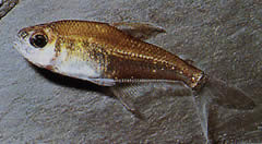 Phenacogaster megalostictus Suuri tahra lasitera
