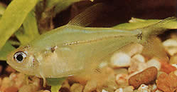 Phenacogaster pectinatus (Pectinatus, kultainen nauha tetra)