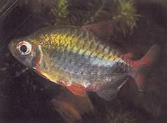 Phenacogrammus altus (Korkea Kongo Tetra)