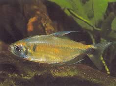 Phenacogrammus ansorgii (Yleinen nimi: Kongo of Kongo de Ansorge)