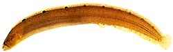 Pholis gunnellus (Gonnelli)