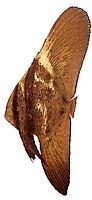 Platax orbicularis Orbikulaarinen lepakkokala