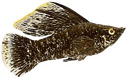Poecilia latipinna (Molly verho)
