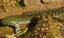 Polypterus ornatipinnis Polypterus ornatipinnis