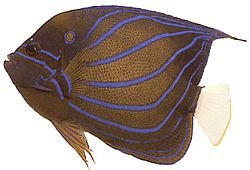 Pomacanthus annularis Rengaskala