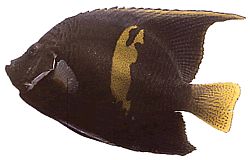 Pomacanthus maculosus Enkelikala croissantissa