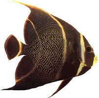 Pomacanthus paru (Ranskalainen enkeli)