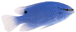 Pomacentrus caeruleus Sinivihreä nainen