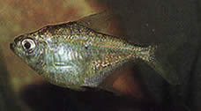 Poptella longipinnis Pitkät evät tetra
