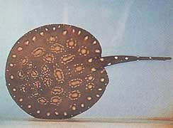 Potamotrygon leopoldi (Leopoldin makean veden linja)