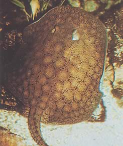 Potamotrygon reticulatus Uudelleenrakennettu makean veden linja
