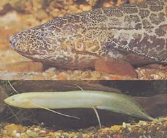 Protopterus aethiopicus aethiopicus Etiopia -protopteri