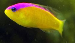 Pseudochromis diadema (Pseudokromis diadema)