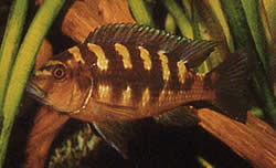 Pseudotropheus crabo (Pseudotropheus kameleontti)