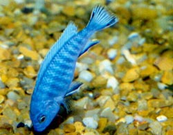 Pseudotropheus socolofi Sininen siklidi