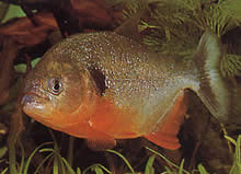 Pygocentrus caribe Sparanha