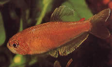 Rachoviscus crassiceps Ominainen paksu pää, kultainen tetra