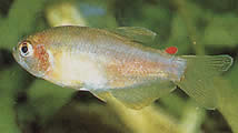 Rachoviscus graciliceps (Graciili)
