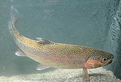Salmo gairdneri kirjolohi