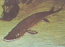 Scaphirhynchus platorhynchus
