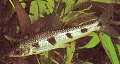 Schizodon fasciatus (Kiehtova Schizodon)