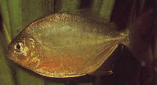 Serrasalmus calmoni (Tumma piranha, Calmon Piranha)