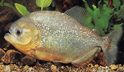 Serrasalmus spilopleura (Musta nauha Pacu, yö Piray)