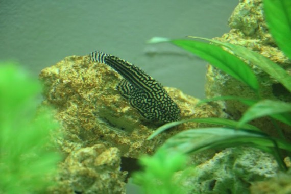 Sewellia Lineolata (Loche -leopardi)