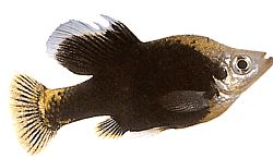 Skiffia francesae x multipunctatus