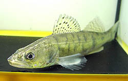 Stizostedion lucioperca (Lajittelija)