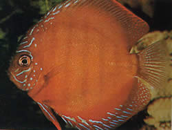 Symphysodon aequifasciatus axelrodi Discus ruskea