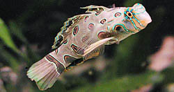 Synchiropus picturatus Mandariini