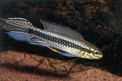 Taeniacara candidi (Ehdokas)