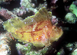 Taenianotus triacanthus