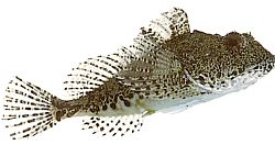 Taurulus bubalis Merikeskus