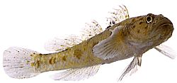 Thorogobius ephippiatus (Gobie -leopardi)