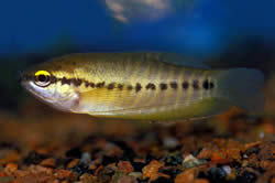 Trichogaster pectoralis (Käärme ihon gourami)