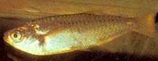 Triportheus albus Tetra-valmistaja keltaisilla evällä