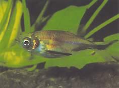 Triportheus rotundatus Pyöreä ristikkotera