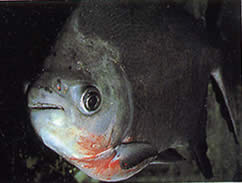 Utiaritichthys sennaebragai Punainen vatsa Piranha