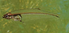 Xenagoniates bondi Lasitera kultaisella etuosalla