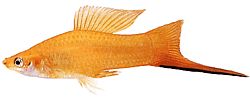 Xiphophorus helleri Koulun haltija (Xipho)