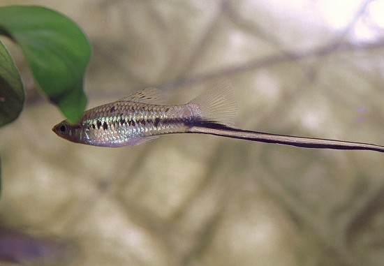 Xiphophorus montezumae Montezuma miekkapidike