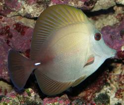 Zebrasoma scopas (Ruskea kirurgi)
